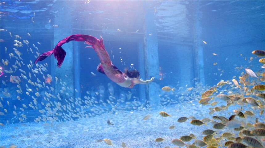 60余位“美人鱼”水下PK！2023年中国美人鱼公开赛在青岛极地海洋公园启幕(图1)