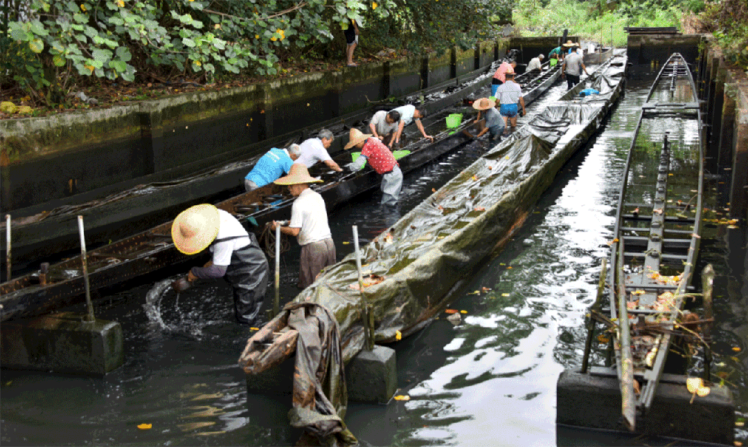 九游app：扒龙舟：南粤“水上F1”的财富、拼搏与宗族传承(图2)