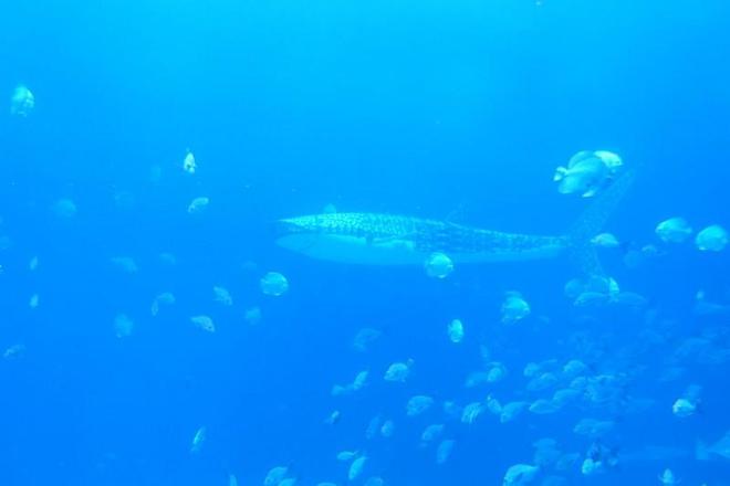 2024年中国美人鱼公开赛深圳小梅沙站等你来观赛！(图7)