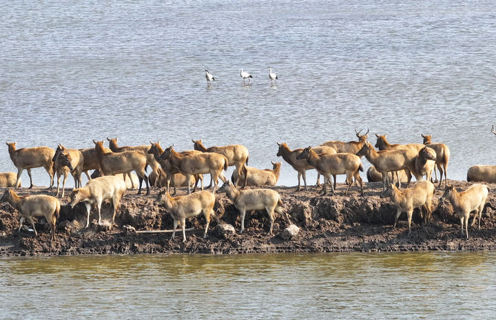 九游体育：万物“赴”苏竞自由——解码人与自然和谐共生的“江苏样本”(图8)