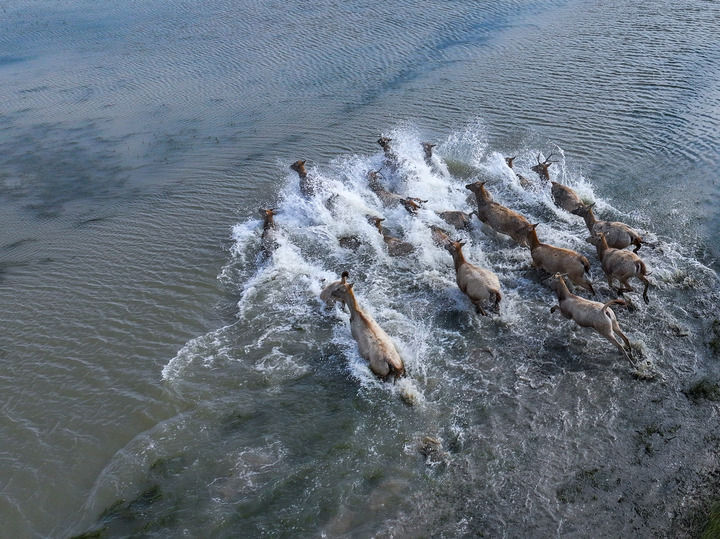九游体育：万物“赴”苏竞自由——解码人与自然和谐共生的“江苏样本”(图7)
