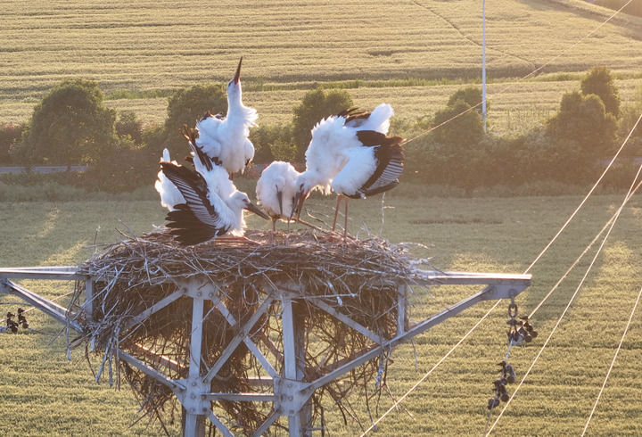 九游体育：万物“赴”苏竞自由——解码人与自然和谐共生的“江苏样本”(图3)