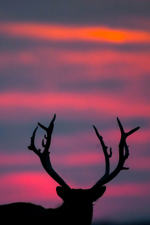 九游体育：万物“赴”苏竞自由——解码人与自然和谐共生的“江苏样本”(图2)