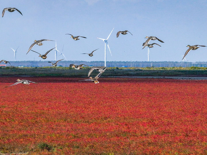 九游体育：万物“赴”苏竞自由——解码人与自然和谐共生的“江苏样本”(图4)