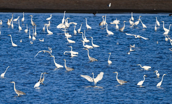 九游体育：万物“赴”苏竞自由——解码人与自然和谐共生的“江苏样本”(图1)