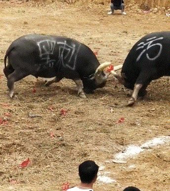 九游体育：中国反内卷第一大省：不搞钱只搞笑(图13)