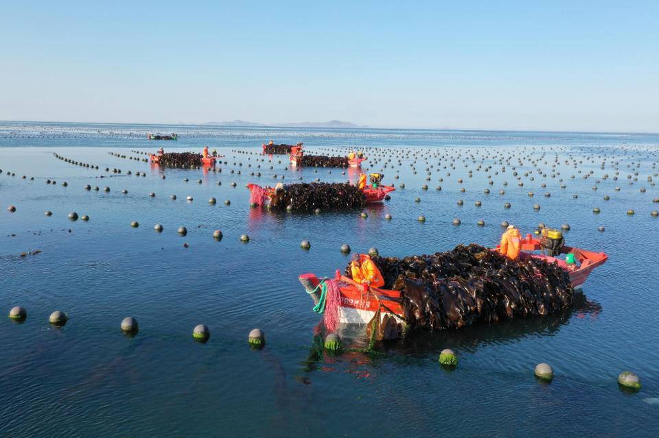 凤观丨向海而兴山东加速“蓝色崛起”(图3)