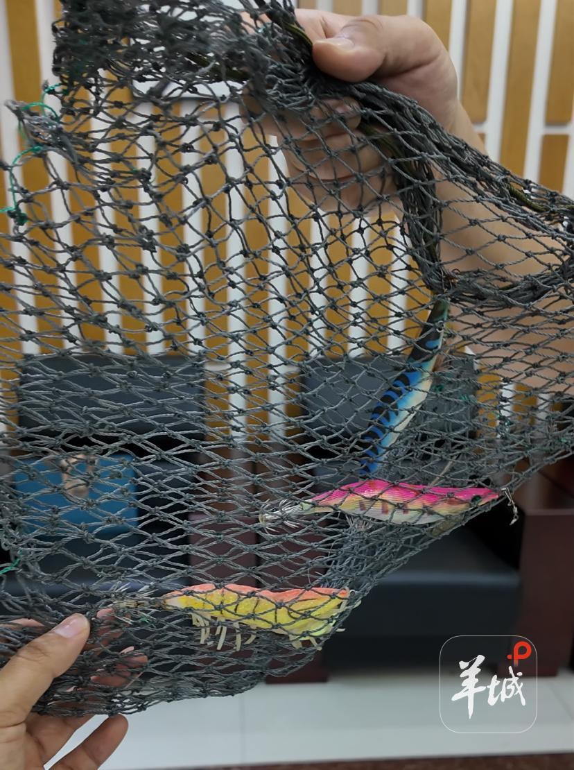 九游官网入口：上岸了！海洋垃圾“重生”变身全运吉祥物｜美丽全运(图3)