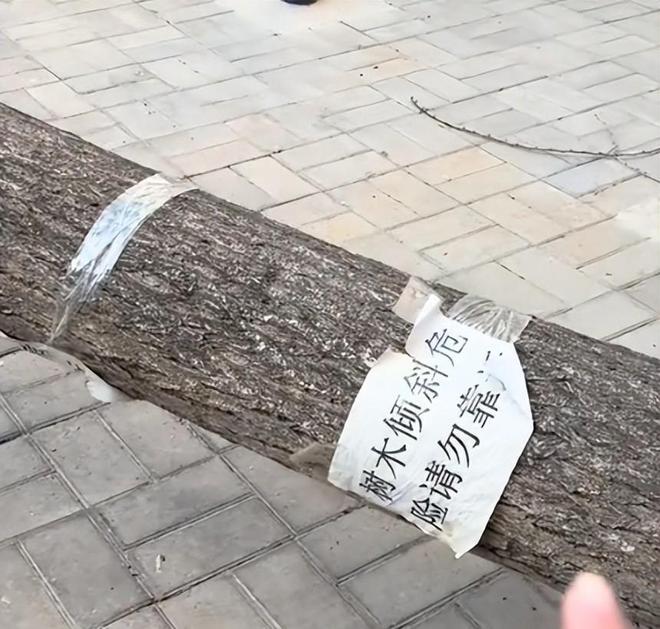 大树砸坏奔驰车整整三天没人管网友：车撞树分分钟找上门(图4)