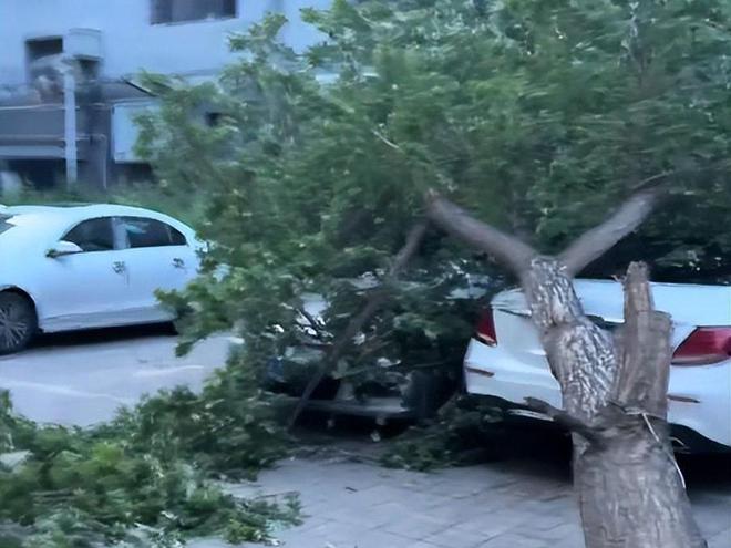 大树砸坏奔驰车整整三天没人管网友：车撞树分分钟找上门(图2)