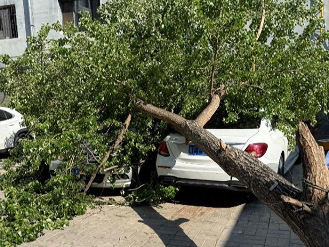 大树砸坏奔驰车整整三天没人管网友：车撞树分分钟找上门(图1)