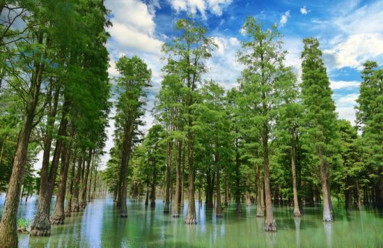 联动2025世界赛艇锦标赛 青浦还有这么多好去处(图39)