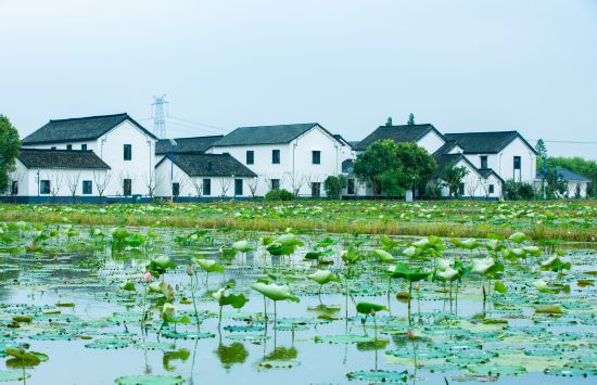 联动2025世界赛艇锦标赛 青浦还有这么多好去处(图37)