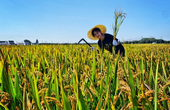 联动2025世界赛艇锦标赛 青浦还有这么多好去处(图32)