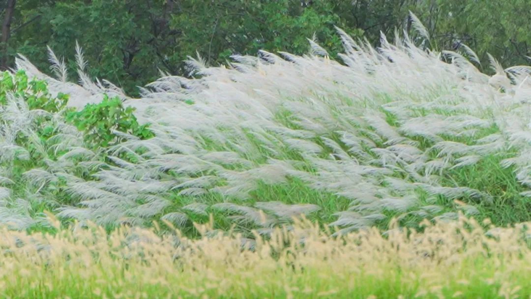 欢度国庆·潮游汉中!双节市级重点活动抢先看!(图31)
