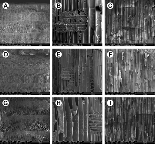 秦陵木质建筑首次系统性被研究 木材多来自高海拔山区(图2)