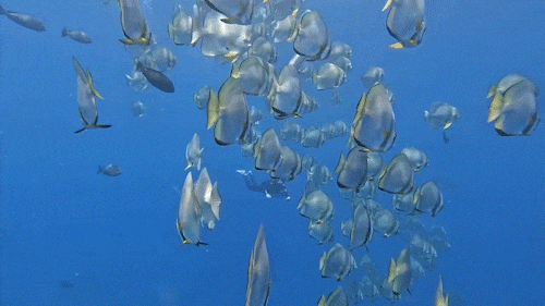 九游官网入口：去粤港澳这篇就够了！最新指南→(图15)