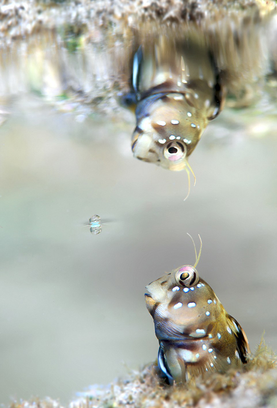 九游app：美呆！2018水下摄影大赛作品展震撼海底画卷(图2)