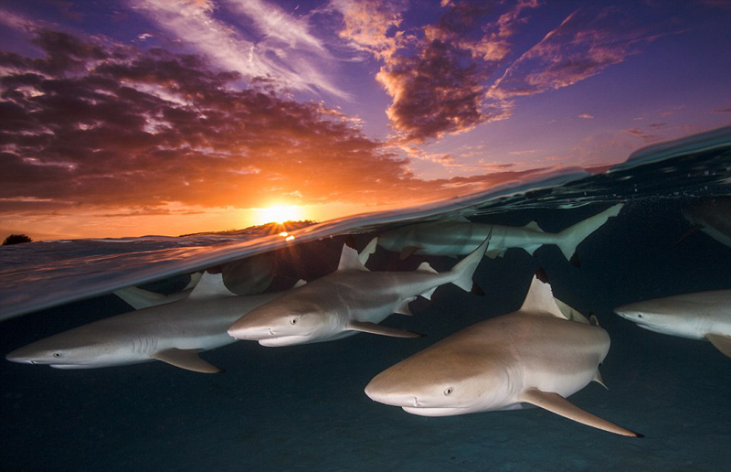 九游app：美呆！2018水下摄影大赛作品展震撼海底画卷(图3)