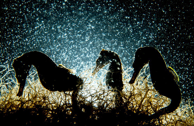 九游app：美呆！2018水下摄影大赛作品展震撼海底画卷(图6)