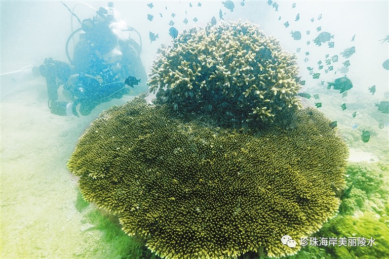 九游app：国际潜水节丨陵水吹响发展潜水游号角(图2)