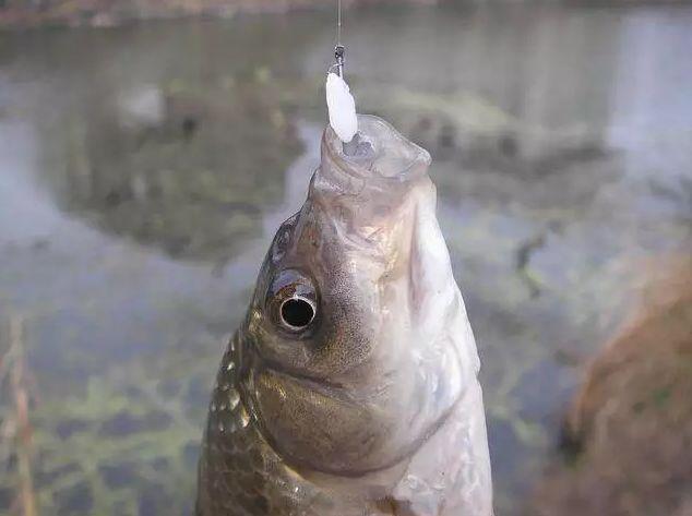 九游体育：剩米饭钓鱼老是钓不到、钓不好这几个细节没做到当然效果不行(图5)