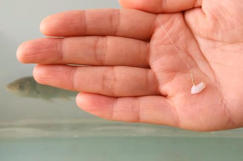 九游体育：剩米饭钓鱼老是钓不到、钓不好这几个细节没做到当然效果不行(图2)