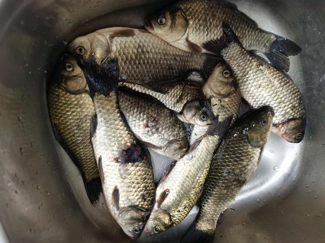 九游体育：剩米饭钓鱼老是钓不到、钓不好这几个细节没做到当然效果不行(图8)