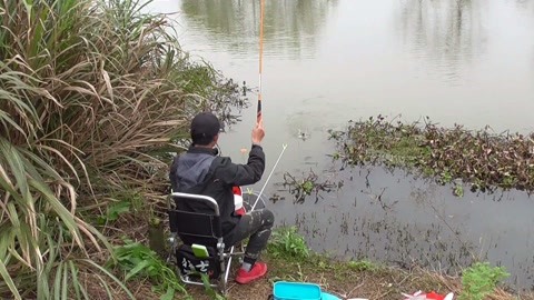 九游app：米饭打窝钓鱼效果好吗(图1)