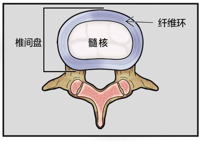 家里“毛孩子”脖子僵硬？后肢行走不利？小心是椎间盘在求救！(图2)