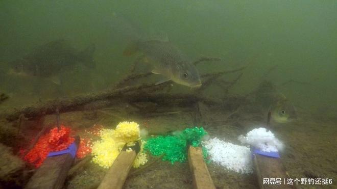 水下饵料测评靠谱么？镜头下鱼疯狂抢食为什么你用却空军？(图2)