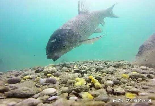 水下饵料测评靠谱么？镜头下鱼疯狂抢食为什么你用却空军？(图4)