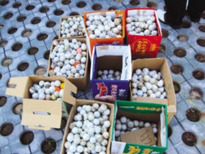 高尔夫球强盗摸黑行窃分三次偷42万个高尔夫球(图1)